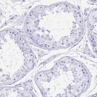 Immunohistochemistry-Paraffin C12orf56 Antibody - BSA Free