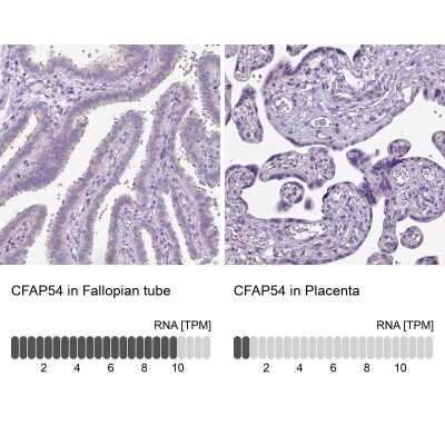 Immunohistochemistry-Paraffin: CFAP54 Antibody [NBP1-90737] - Staining in human fallopian tube and placenta tissues using anti-CFAP54 antibody. Corresponding CFAP54 RNA-seq data are presented for the same tissues.