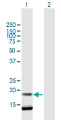 Western Blot: C12orf65 Antibody [H00091574-B01P] - Analysis of C12orf65 expression in transfected 293T cell line by C12orf65 polyclonal antibody.  Lane 1: FLJ38663 transfected lysate(18.26 KDa). Lane 2: Non-transfected lysate.