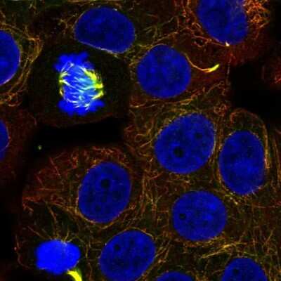 Immunocytochemistry/Immunofluorescence: C12orf66 Antibody [NBP2-30447] - Staining of human cell line MCF7 shows localization to microtubules, cytokinetic bridge & mitotic spindle.
