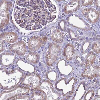 Immunohistochemistry-Paraffin: C12orf66 Antibody [NBP2-30447] - Staining of human kidney shows moderate cytoplasmic positivity in cells in tubules.