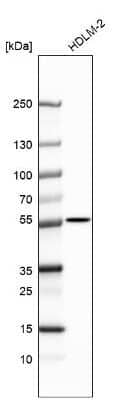 Western Blot: C12orf66 Antibody [NBP2-30447] - Analysis in human cell line HDLM-2.