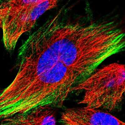Immunocytochemistry/Immunofluorescence: C12orf76 Antibody [NBP2-48714] - Immunofluorescent staining of human cell line U-251 MG shows localization to actin filaments.