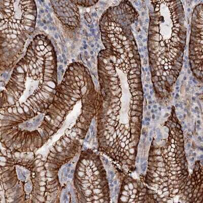 Immunohistochemistry-Paraffin: C12orf76 Antibody [NBP2-48714] - Staining of human stomach shows strong cytoplasmic and membranous positivity in glandular cells.