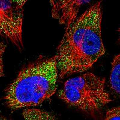 Immunocytochemistry/Immunofluorescence: RUBCNL Antibody [NBP1-82141] -  Staining of human cell line U-251 MG shows localization to cytosol. Antibody staining is shown in green.