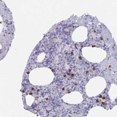 Immunohistochemistry Rubicon Antibody