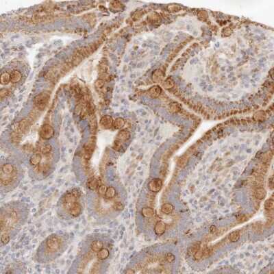 Immunohistochemistry-Paraffin: RUBCNL Antibody [NBP1-82141] -  Staining of human duodenum shows moderate cytoplasmic positivity in glandular cells.