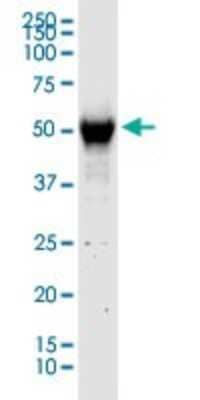 Western Blot RUBCNL Antibody - Azide and BSA Free