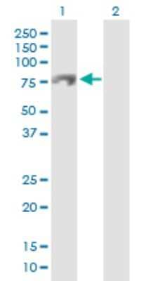 Western Blot: C13orf18 Antibody [H00080183-D01P] - Analysis of C13orf18 expression in transfected 293T cell line by C13orf18 polyclonal antibody.Lane 1: C13orf18 transfected lysate(66.40 KDa).Lane 2: Non-transfected lysate.