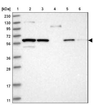 Western Blot RUBCNL Antibody - BSA Free