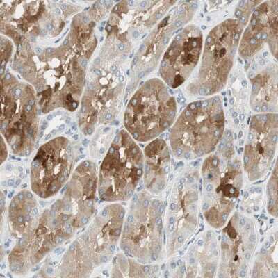 Immunohistochemistry-Paraffin: C14orf101 Antibody [NBP1-93976] - Staining of human kidney shows cytoplasmic positivity in cells of renal tubules.