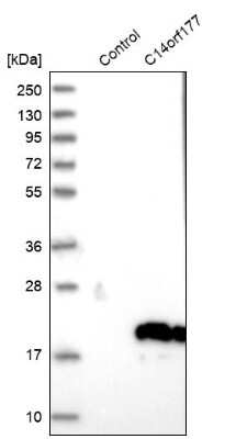 Western Blot: C14orf177 Antibody [NBP1-82049] - Analysis in control (vector only transfected HEK293T lysate) and C14orf177 over-expression lysate (Co-expressed with a C-terminal myc-DDK tag (3.1 kDa) in mammalian HEK293T cells).