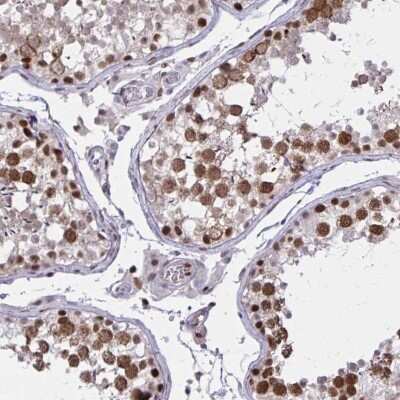 Immunohistochemistry-Paraffin: C14orf39 Antibody [NBP2-32473] - Staining of human testis shows strong nuclear positivity in cells in seminiferus ducts.