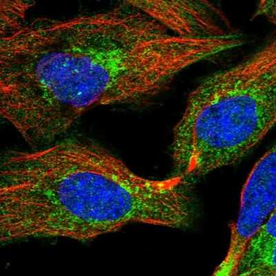 Immunocytochemistry/Immunofluorescence: C14orf80 Antibody [NBP1-85864] - Staining  of human cell line U-2 OS shows positivity in cytoplasm and golgi apparatus. Antibody staining is shown in green. 