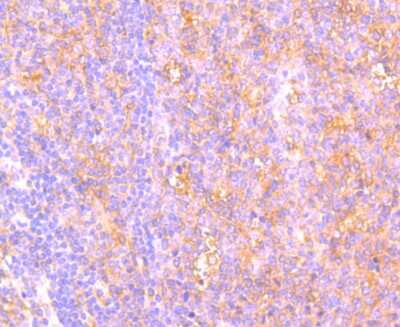Immunohistochemistry-Paraffin: C14orf93 Antibody (2-F6) [NBP2-75425] - Analysis of paraffin-embedded human spleen tissue using anti-C14orf93 antibody. Counter stained with hematoxylin.