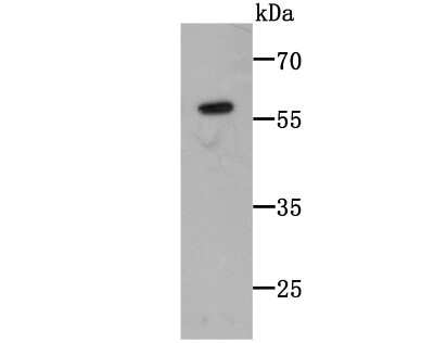 Western Blot: C14orf93 Antibody (2-F6) [NBP2-75425] - Analysis of C14orf93 on C14orf93-GST recombinant protein lysate using anti-C14orf93 antibody at 1/1,000 dilution.