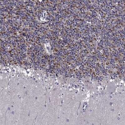 Immunohistochemistry-Paraffin: C15orf27 Antibody [NBP1-81939] - Staining of human cerebellum shows strong cytoplasmic positivity in nerve fibers in granular layer.