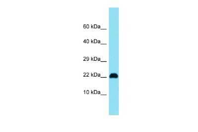 Western Blot C15orf32 Antibody - BSA Free