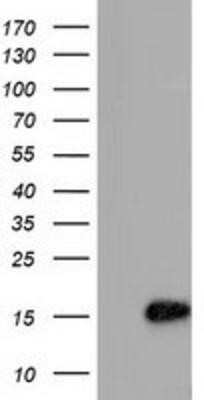 Flow Cytometry: C15orf40 Antibody (OTI2B7) - Azide and BSA Free [NBP2-72375] - HEK293T cells were transfected with the pCMV6-ENTRY control (Left lane) or pCMV6-ENTRY C15orf40 (Right lane) cDNA for 48 hrs and lysed. Equivalent amounts of cell lysates (5 ug per lane) were separated by SDS-PAGE and immunoblotted with anti-C15orf40.