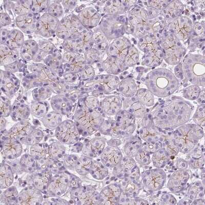 Immunohistochemistry: C16orf11 Antibody [NBP2-48809] - Staining of human salivary gland shows moderate membranous positivity in glandular cells.