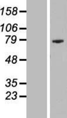 Western Blot: C16orf11 Overexpression Lysate (Adult Normal) [NBL1-12577] Left-Empty vector transfected control cell lysate (HEK293 cell lysate); Right -Over-expression Lysate for C16orf11.