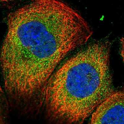 Immunocytochemistry/Immunofluorescence: C16orf45 Antibody [NBP1-81996] - Staining of human cell line A-431 shows localization to cytosol. Antibody staining is shown in green.