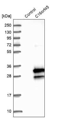 Western Blot: C16orf45 Antibody [NBP1-81996] - Analysis in control (vector only transfected HEK293T lysate) and C16orf45 over-expression lysate (Co-expressed with a C-terminal myc-DDK tag (3.1 kDa) in mammalian HEK293T cells).