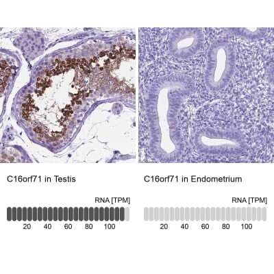 Immunohistochemistry-Paraffin: C16orf71 Antibody [NBP2-48935] - Staining in human testis and endometrium tissues using anti-C16orf71 antibody. Corresponding C16orf71 RNA-seq data are presented for the same tissues.