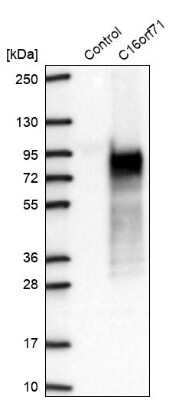 Western Blot: C16orf71 Antibody [NBP2-48935] - Analysis in control (vector only transfected HEK293T lysate) and C16orf71 over-expression lysate (Co-expressed with a C-terminal myc-DDK tag (3.1 kDa) in mammalian HEK293T cells).