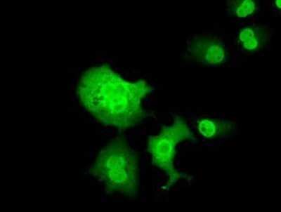 Immunocytochemistry/ Immunofluorescence C16orf72 Antibody (OTI2D1) - Azide and BSA Free
