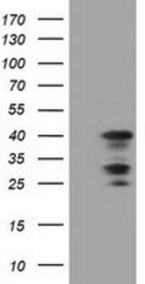 Western Blot C16orf72 Antibody (OTI2D1) - Azide and BSA Free