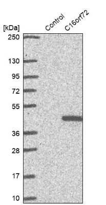 Western Blot C16orf72 Antibody - BSA Free