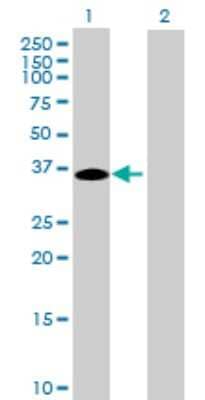 Western Blot: C16orf78 Antibody [H00123970-B01P] - Analysis of C16orf78 expression in transfected 293T cell line by C16orf78 polyclonal antibody.  Lane 1: MGC33367 transfected lysate(29.26 KDa). Lane 2: Non-transfected lysate.