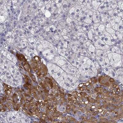 Immunohistochemistry C16orf89 Antibody