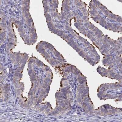 Immunohistochemistry-Paraffin: C16orf93 Antibody [NBP2-30829] - Staining of human fallopian tube shows strong positivity in cilia.