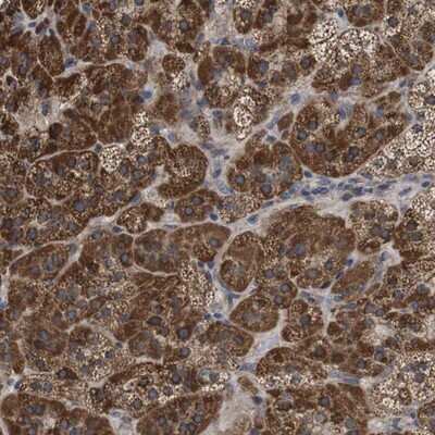 Immunohistochemistry-Paraffin: C17orf80 Antibody [NBP1-83637] - Staining of human adrenal gland shows strong cytoplasmic positivity in cortical cells.