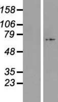 Western Blot: C17orf80 Overexpression Lysate (Adult Normal) [NBL1-08246] Left-Empty vector transfected control cell lysate (HEK293 cell lysate); Right -Over-expression Lysate for C17orf80.