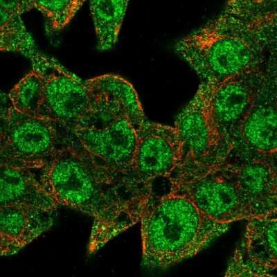 Immunocytochemistry/Immunofluorescence: C17orf96 Antibody [NBP2-47535] - Staining of human cell line Hep G2 shows localization to nucleoplasm & cytosol. Antibody staining is shown in green. 