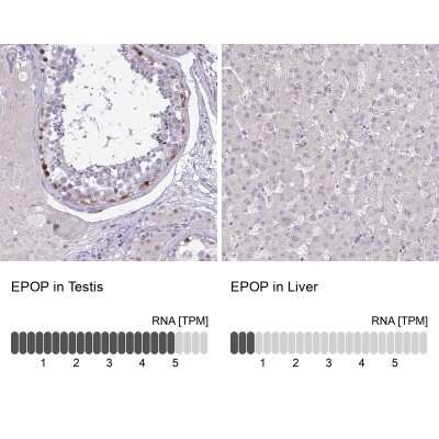 Immunohistochemistry-Paraffin: EPOP Antibody [NBP2-47535] - C17orf96 Antibody [NBP2-47535] - Staining in human testis and liver tissues using anti-EPOP antibody. Corresponding EPOP RNA-seq data are presented for the same tissues.
