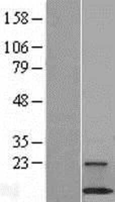 Western Blot C18orf32 Overexpression Lysate