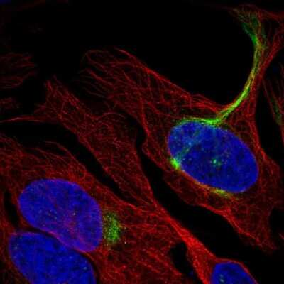 Immunocytochemistry/ Immunofluorescence C19orf25 Antibody - BSA Free