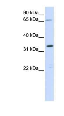 Western Blot C19orf47 Antibody - BSA Free