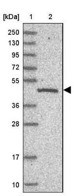 Western Blot C19orf47 Antibody - BSA Free