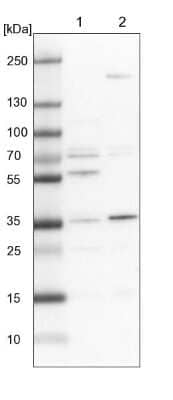 Western Blot C19orf47 Antibody - BSA Free