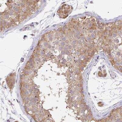 Immunohistochemistry-Paraffin: C19orf54 Antibody [NBP2-32418] - Staining of human testis shows moderate cytoplasmic positivity in cells in seminiferus ducts and Leydig cells.