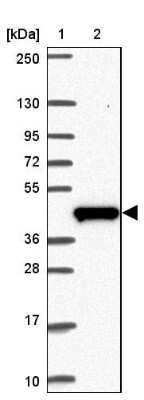 Western Blot: C19orf54 Antibody [NBP2-32418] - Lane 1: Marker  [kDa] 250, 130, 95, 72, 55, 36, 28, 17, 10.  Lane 2: Human cell line RT-4