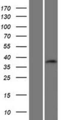 Western Blot: C19orf54 Overexpression Lysate (Adult Normal) [NBP2-04694] Left-Empty vector transfected control cell lysate (HEK293 cell lysate); Right -Over-expression Lysate for C19orf54.