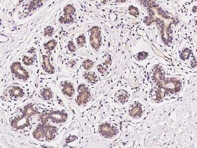 Immunohistochemistry-Paraffin: C19orf57 Antibody [NBP2-97388] - Immunochemical staining of human C19orf57 in human breast with rabbit polyclonal antibody at 1:100 dilution, formalin-fixed paraffin embedded sections.