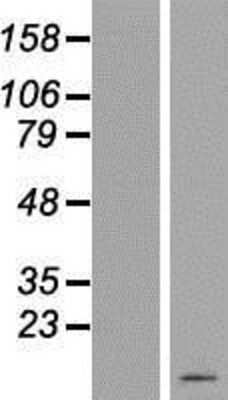 Western Blot C19orf73 Overexpression Lysate