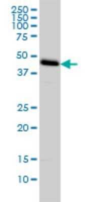 Western Blot: C1GALT1 Antibody (1F1) [H00056913-M01] - C1GALT1 monoclonal antibody (M01), clone 1F1 Analysis of C1GALT1 expression in HeLa.